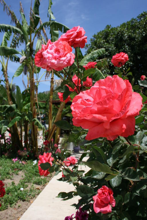 Paradise Garden Gumusluk Evleri Aparthotel Kültér fotó